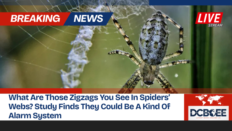 What Are Those Zigzags You See In Spiders’ Webs? Study Finds They Could Be A Kind Of Alarm System